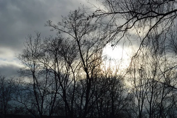 Тёмные Ветви Деревьев Против Осеннего Неба Рассвете Облака — стоковое фото