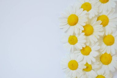 Beyaz arka planda izole edilmiş taze Roma papatya çiçekleri yığını.