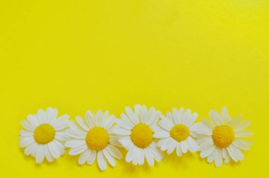 Sarı arka planda izole edilmiş taze Roma papatya çiçeği yığını..