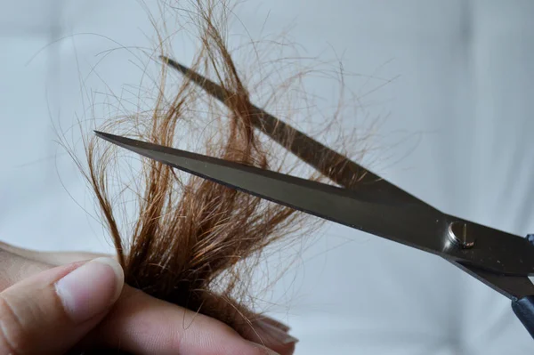 Cuts off the ends of the hair with scissors on a light background.