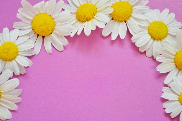 Pile of fresh medicinal roman chamomile flowers isolated on pink background.