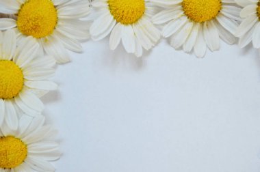 Beyaz arka planda izole edilmiş taze Roma papatya çiçekleri yığını.