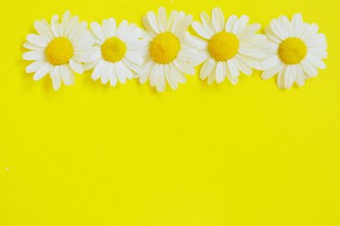 Sarı arka planda izole edilmiş taze Roma papatya çiçeği yığını..