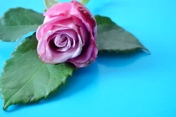 One pink rose bud with green leaf lies on a blue background.