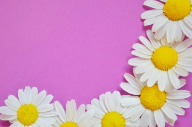 Pembe arka planda izole edilmiş taze Roma papatya çiçeği yığını..