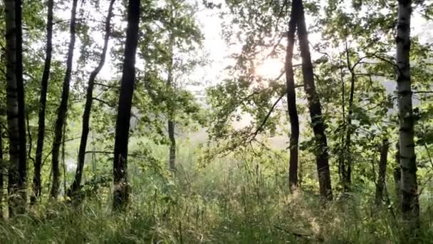 Des rayons de lumière brillent à travers les arbres dans la forêt d'été. Journée des parcs nationaux