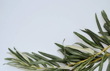 Suaygırının yeşil yaprakları beyaz arka planda uzanır..