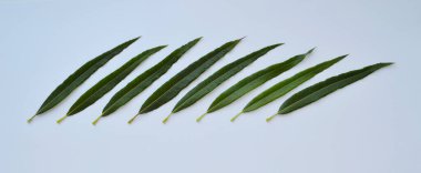 Yeşil ince uzun yapraklar beyaz arka planda yatar. Pankart