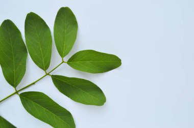 Yeşil yapraklı akasya beyaz arkaplanda yatar