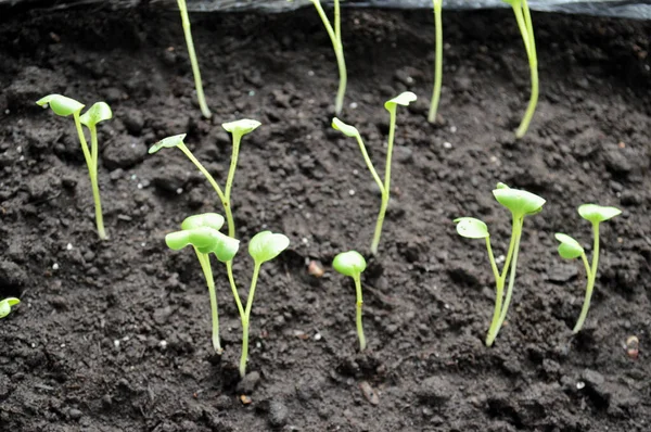 Zelený Klíček Vyrůstající Semen Jarní Symbol Koncept Nového Života — Stock fotografie