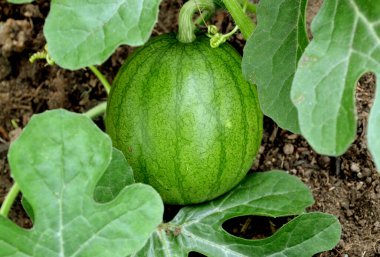 Çiftçi tarlasında küçük bir karpuz. Çiftlikte yaz organik karpuz hasadı. Taze karpuz, dünyanın arka planındaki bir çiftlikte yapraklarda yetişir..