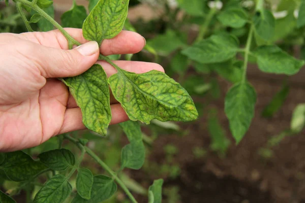 Agronomen Håller Sin Hand Ett Blad Tomatplanta Som Har Blivit — Stockfoto