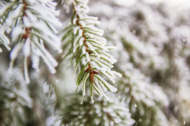 Güzel kış sahne, tebrik kartı veya sıçrama - yeşil çam kar, buz dışında kaplı kar düşüyor.