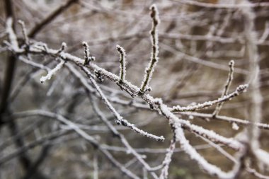 kar ve hoarfrost beyaz bir arka plan üzerinde güzel ve kasvetli kış resmi - ağaçlar ve dalları kaplı
