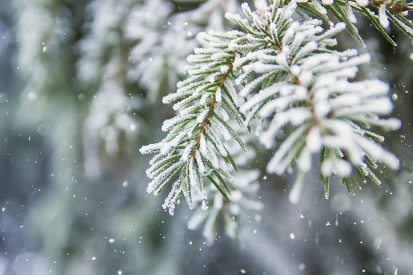 Güzel kış sahne, tebrik kartı veya sıçrama - yeşil çam kar, buz dışında kaplı kar düşüyor.