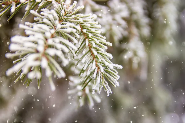 Bella Scena Invernale Biglietto Auguri Spruzzi Abete Rosso Verde Coperto — Foto Stock