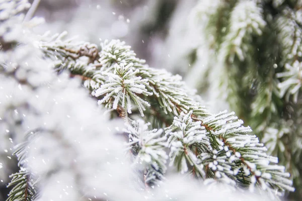 Cena Inverno Bonita Cartão Saudação Respingo Abeto Verde Coberto Neve — Fotografia de Stock