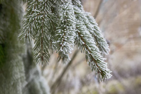 Bella Scena Invernale Biglietto Auguri Spruzzi Abete Rosso Verde Coperto — Foto Stock