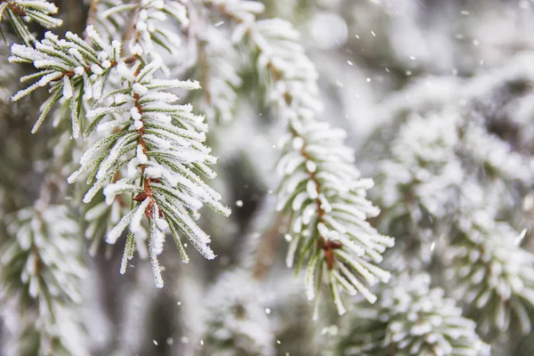 Cena Inverno Bonita Cartão Saudação Respingo Abeto Verde Coberto Neve — Fotografia de Stock