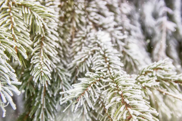 Bella Scena Invernale Biglietto Auguri Spruzzi Abete Rosso Verde Coperto — Foto Stock