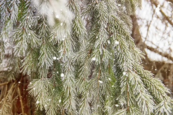 Cena Inverno Bonita Cartão Saudação Respingo Abeto Verde Coberto Neve — Fotografia de Stock