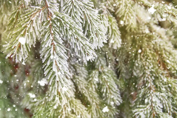 Cena Inverno Bonita Cartão Saudação Respingo Abeto Verde Coberto Neve — Fotografia de Stock