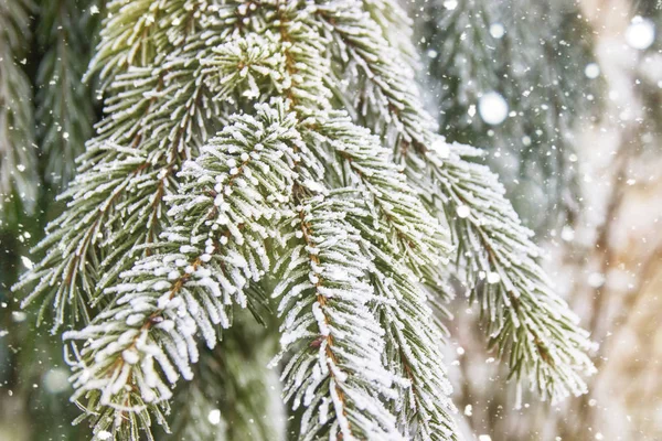 Cena Inverno Bonita Cartão Saudação Respingo Abeto Verde Coberto Neve — Fotografia de Stock