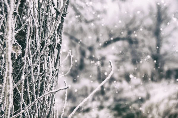 Bella Cupa Immagine Invernale Alberi Rami Ricoperti Neve Gelo Sfondo — Foto Stock