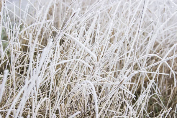 Una Bella Immagine Cui Erba Bianca Vegetazione Autunnale Sono Coperti — Foto Stock