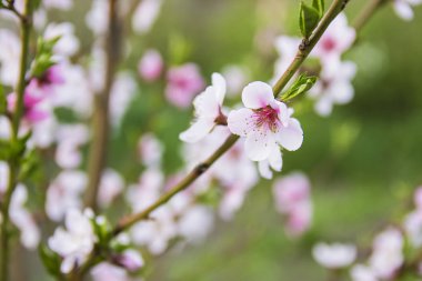 yeşil bitki örtüsü bir arka plan üzerinde Bahçe, küçük çiçekler güzel pembe şeftali bloom
