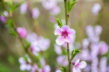 yeşil bitki örtüsü bir arka plan üzerinde Bahçe, küçük çiçekler güzel pembe şeftali bloom