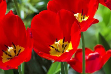 bahçede yeşil bitki örtüsü çerçevede bir güzel kırmızı lale yakın çekim