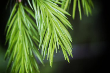 Köknar iğneleri genç delikanlı yeni bahar bültenleri.
