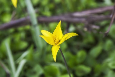 arka plan ve ekran koruyucu Bahçe yakın çekim soluk sarı nergis