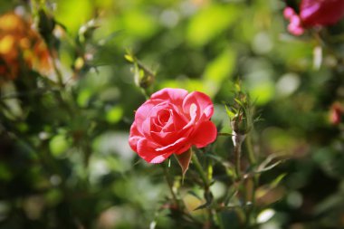 Güzel kırmızı sarı ve mor gül bahçesinde yaz yeşillikler arasında
