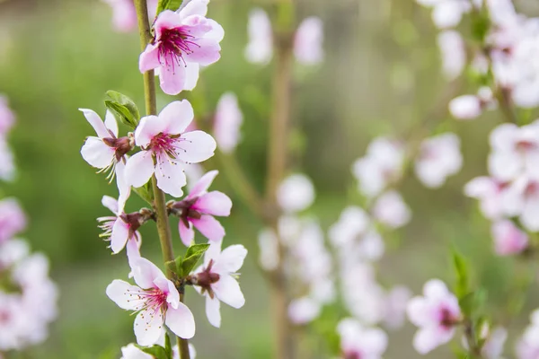 Krásné Růžové Broskvový Květ Zahradě Malé Květy Pozadí Zelených Vegetace — Stock fotografie