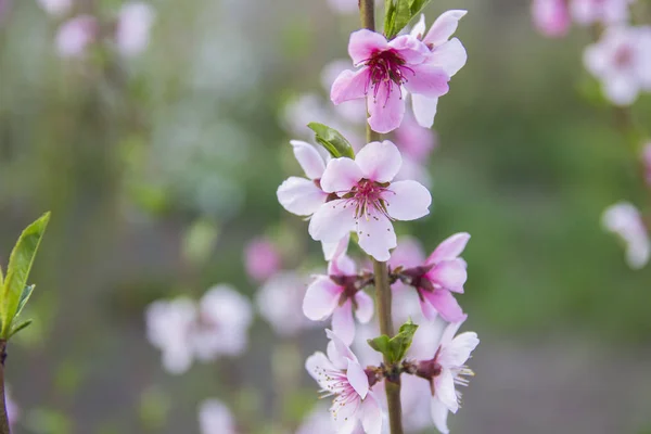 Krásné Růžové Broskvový Květ Zahradě Malé Květy Pozadí Zelených Vegetace — Stock fotografie