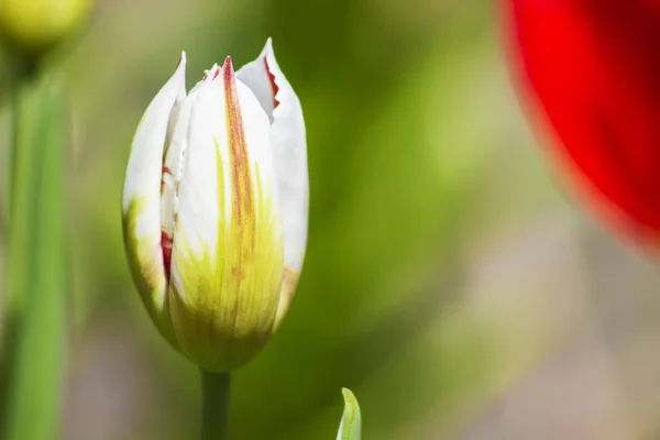 Foto Spritzer Einer Schönen Gelben Und Weißen Tulpe Auf Einem — Stockfoto