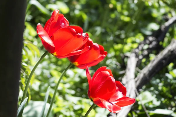 Schöne Rote Tulpe Nahaufnahme Vor Einem Hintergrund Grüner Vegetation Garten — Stockfoto