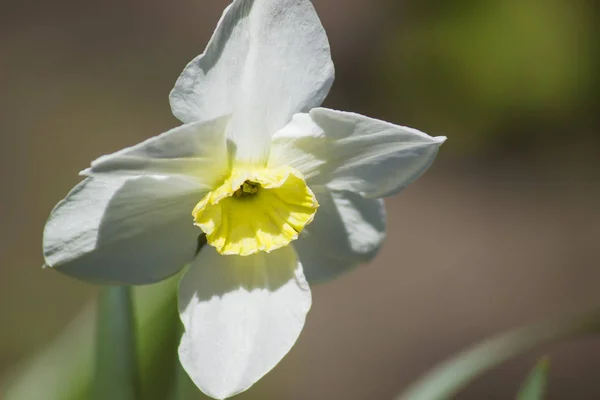 Belle Fleur Jonquille Jaune Blanche Dans Jardin Sur Fond Une — Photo