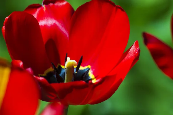 Vackra Röda Tulip Närbild Mot Bakgrund Grön Vegetation Trädgården — Stockfoto