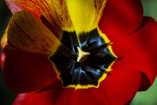 Bonito Tulipa Vermelha Close Contra Fundo Vegetação Verde Jardim — Fotografia de Stock