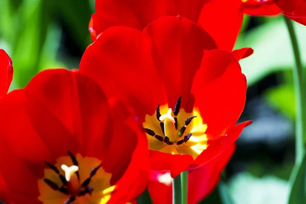 Schöne Rote Tulpe Nahaufnahme Vor Einem Hintergrund Grüner Vegetation Garten — Stockfoto