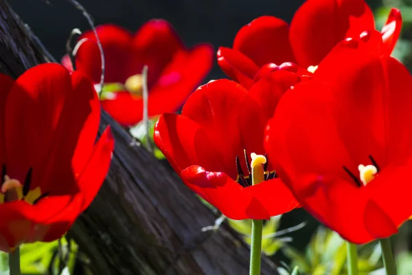 Schöne Rote Tulpe Nahaufnahme Vor Einem Hintergrund Grüner Vegetation Garten — Stockfoto