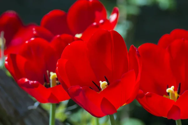 Schöne Rote Tulpe Nahaufnahme Vor Einem Hintergrund Grüner Vegetation Garten — Stockfoto