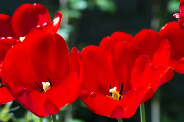 Schöne Rote Tulpe Nahaufnahme Vor Einem Hintergrund Grüner Vegetation Garten — Stockfoto