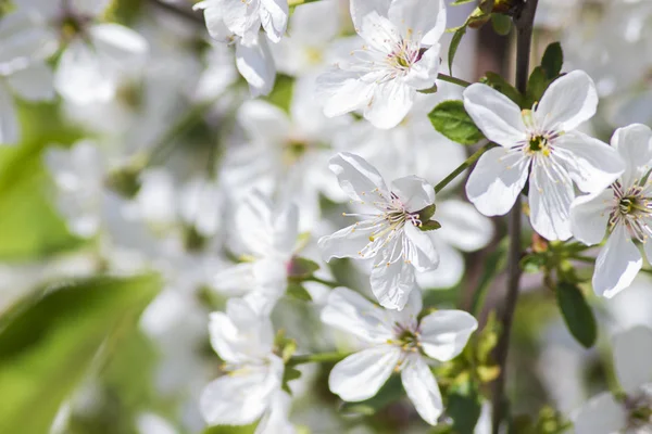 beautiful cherry color. blossom cherry blossoms in the spring in the garden amid the greenery