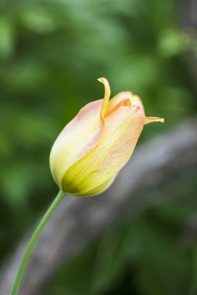 Photo Splash Beautiful Yellow White Tulip Bright Green Spring Background — Stock Photo, Image