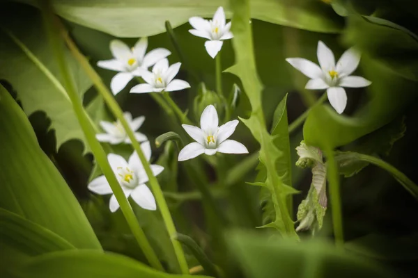 Bellissimi Piccoli Fiori Bianchi Fioriscono Giardino Uno Sfondo Vegetazione Verde — Foto Stock