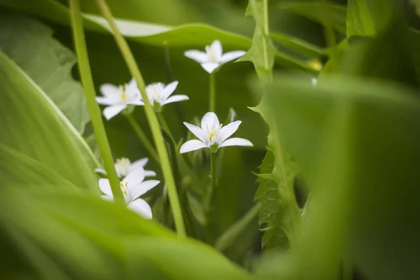 Belles Petites Fleurs Blanches Fleurissent Dans Jardin Sur Fond Végétation — Photo
